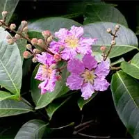 Banaba leaf flowers