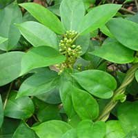 Gymnema sylvestre leaves